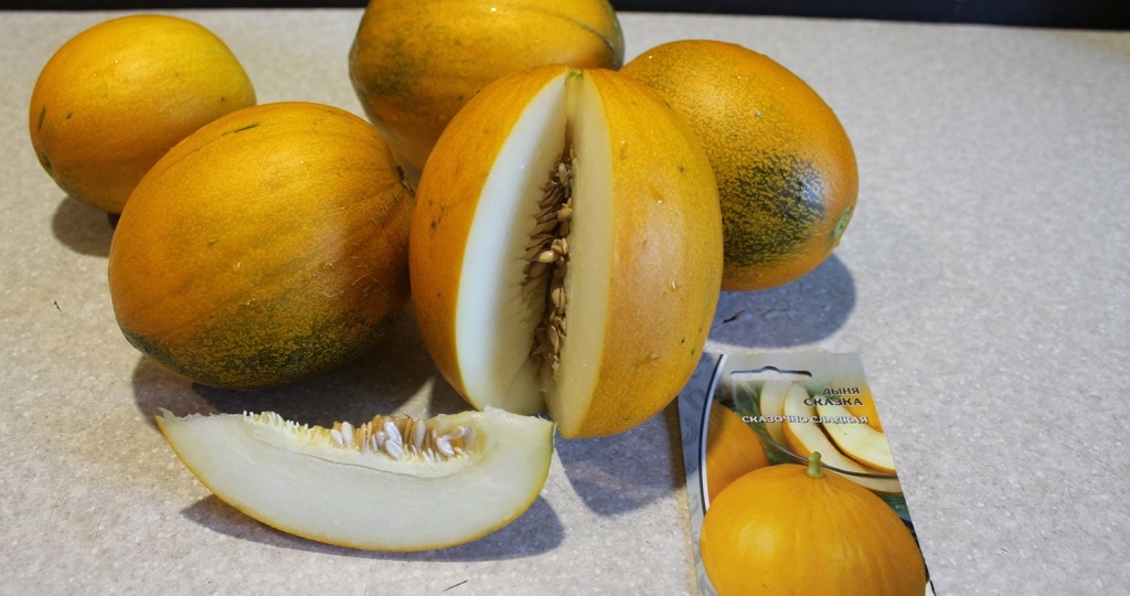 “Сказка” — сладкие дыни зреют в Сибири