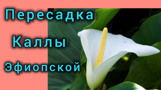 Белых кувшинок не увидеть, стоит 1 раз пересушить Каллу Эфиопскую в горшке