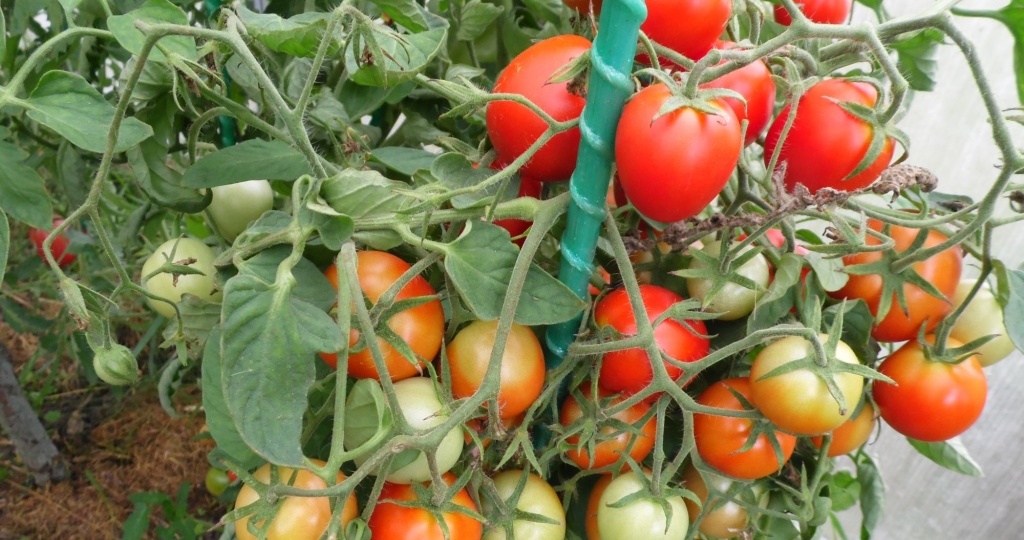 Как ускорить покраснение томатов