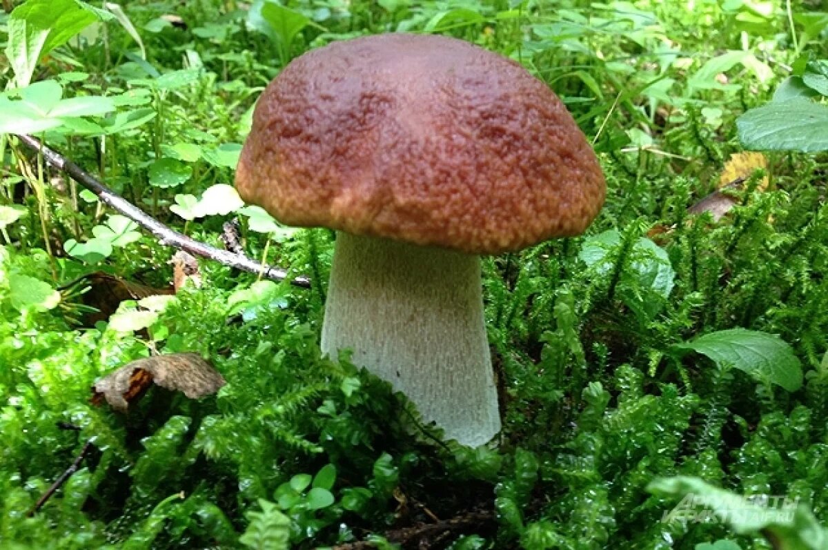    Огромный белый гриб нашла жительница Якутии