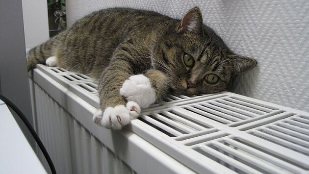     Кот на батарее. Источник: nsktv.ru Автор фото: ВГТРК Новосибирск