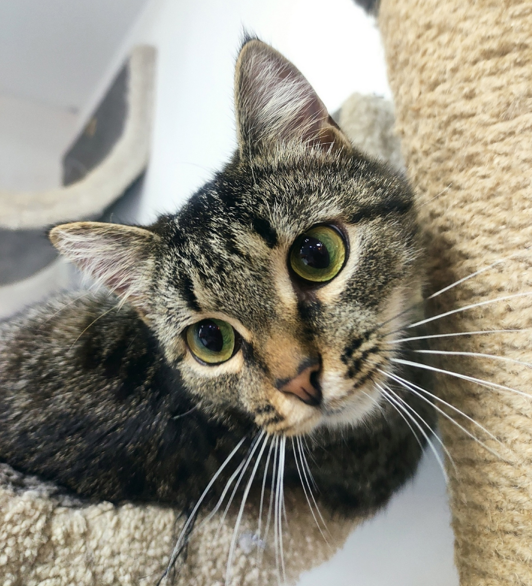 фото кошечки Маруси из котокафе "Мягкие лапки"