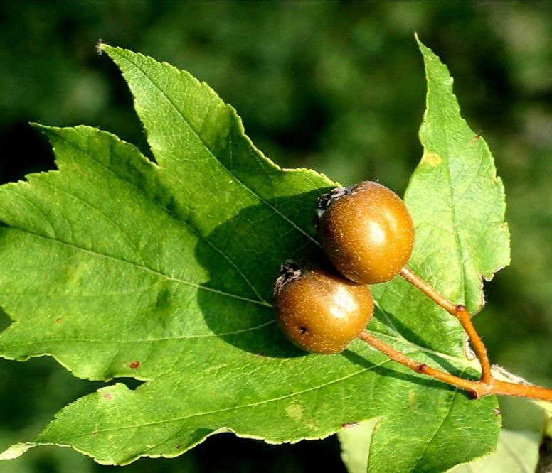    Фото: пресс-служба дендропарка «Южные культуры»