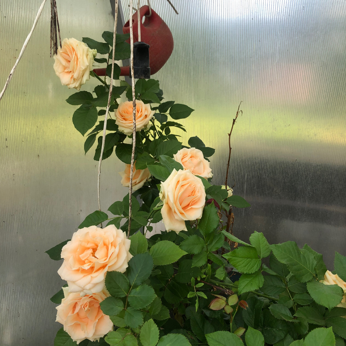 Фото вне текста, просто хвастаюсь. Вырастила красотку.