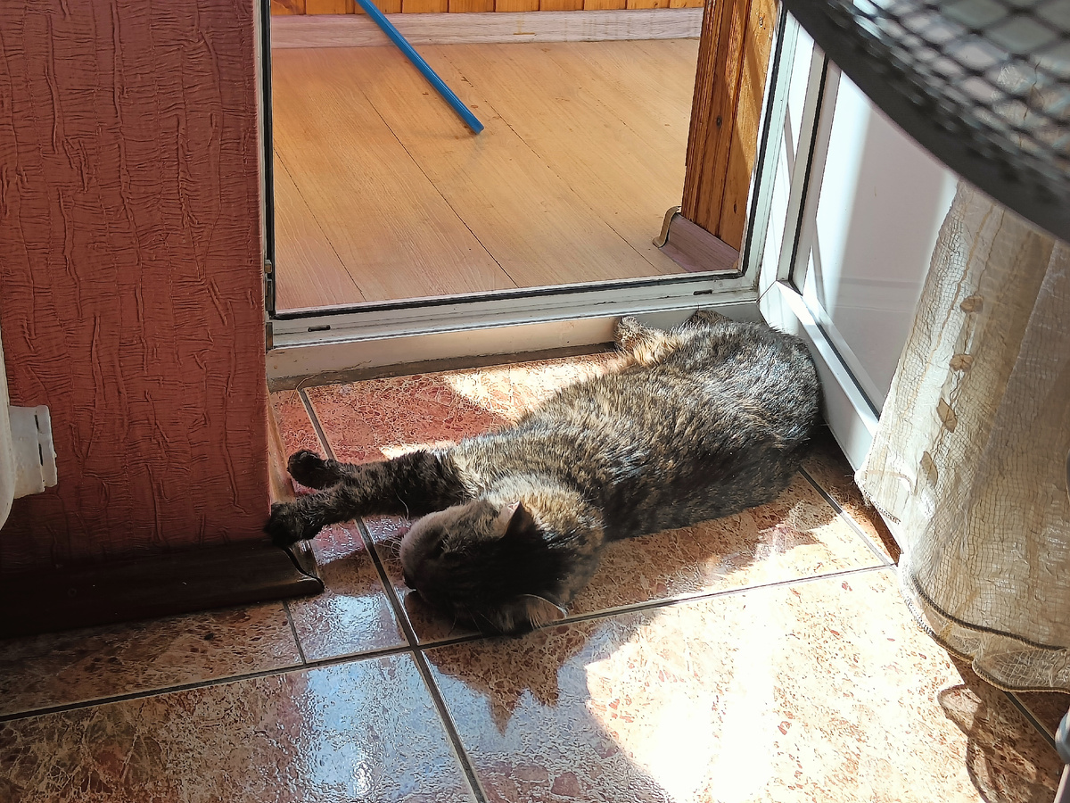 Масик греется на солнышке