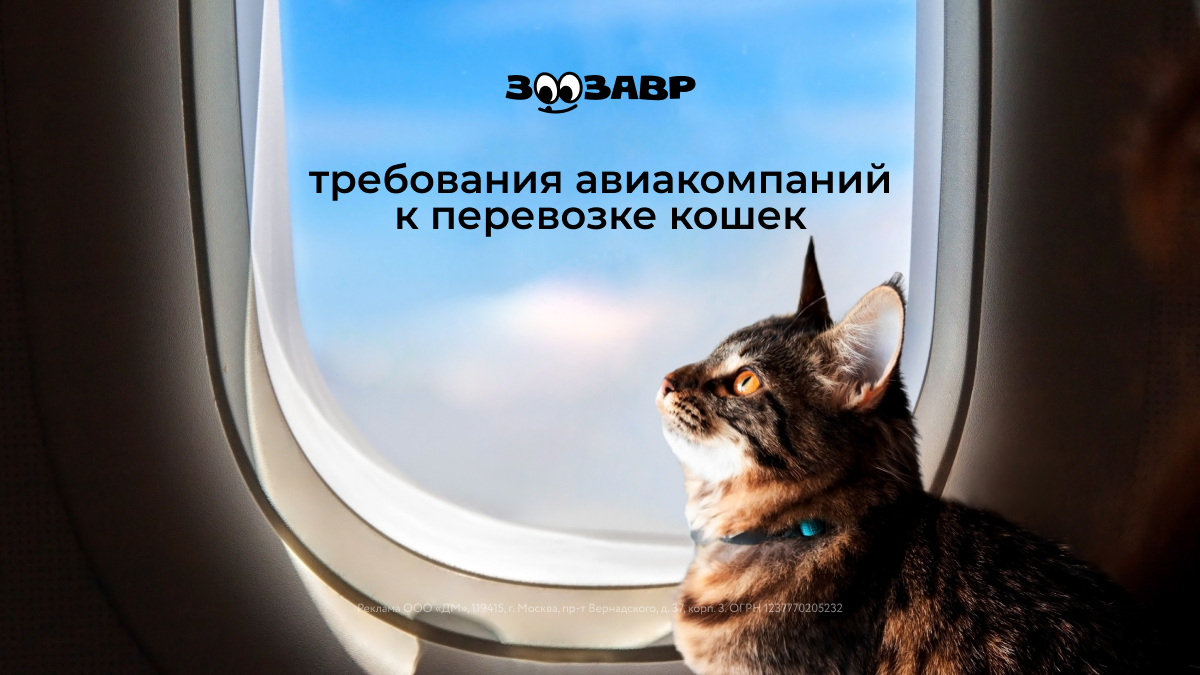 Путешествие с кошкой: как перевозить питомца в поезде, на самолете или в машине