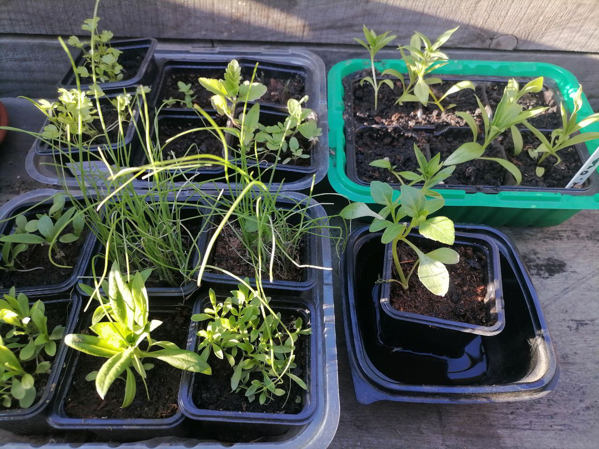 Рассада лука и цветов в мае, фото автора