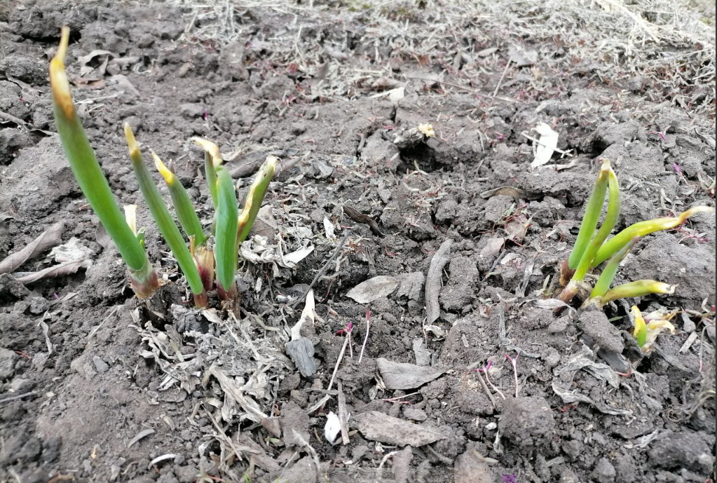 В прошлом году на этом месте была квадратная грядочка батуна, молодого, трех сортов, весной вышло 2 кустика, фото автора, апрель
