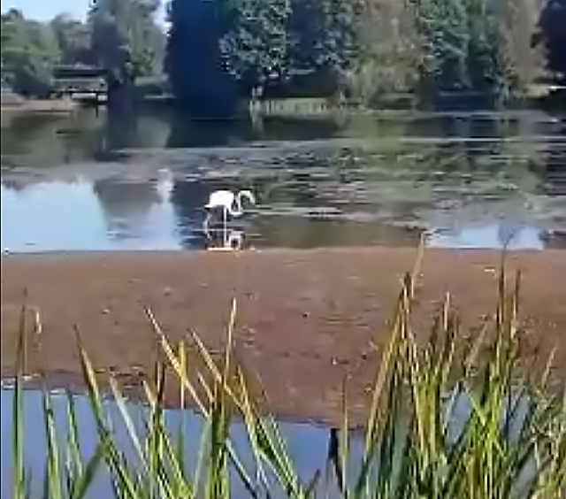 Заблудившийся розовый фламинго расхаживает в Тверской области