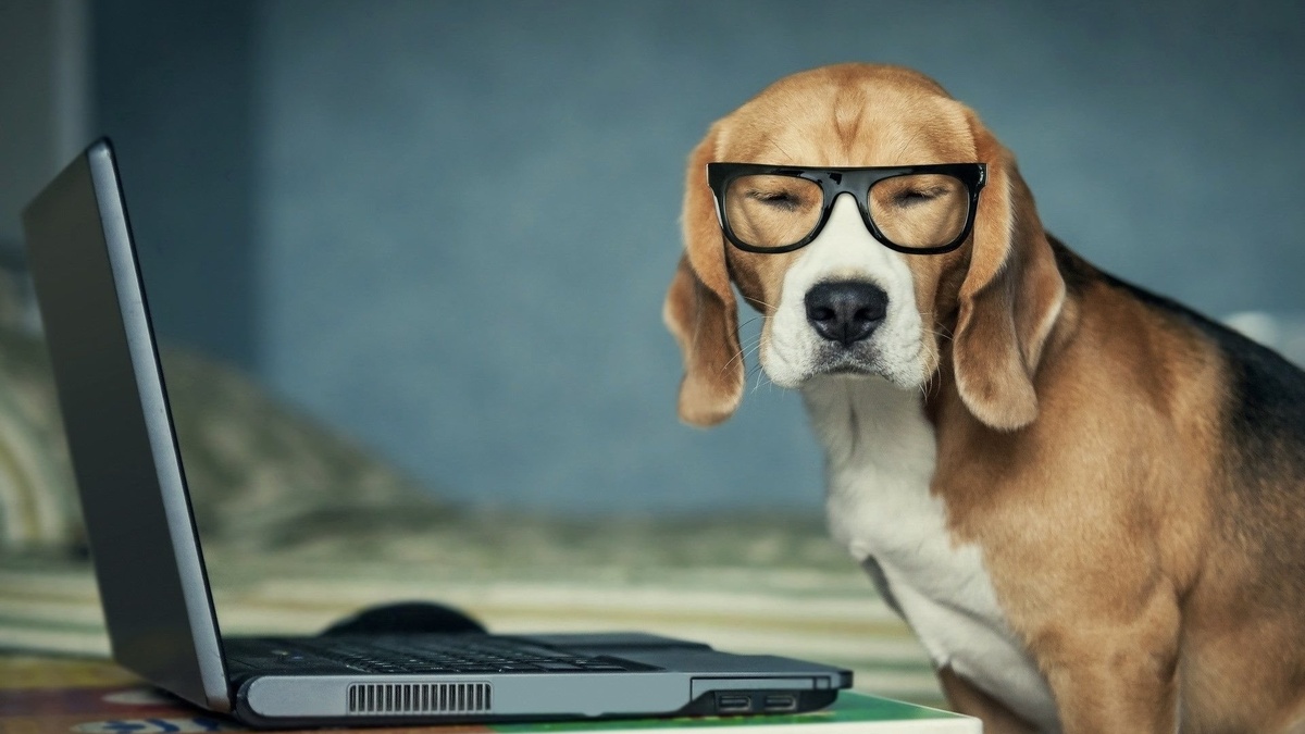 Самые умные животные на планете