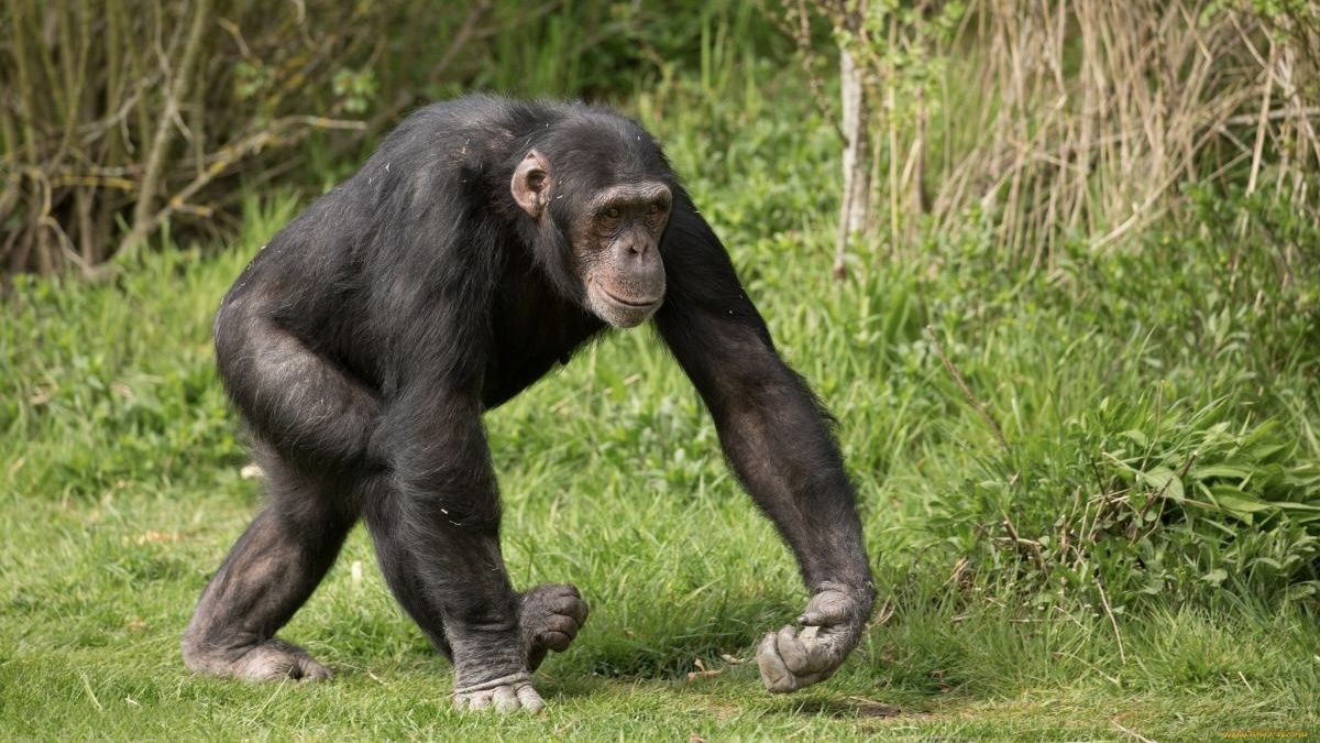 Шимпанзе.