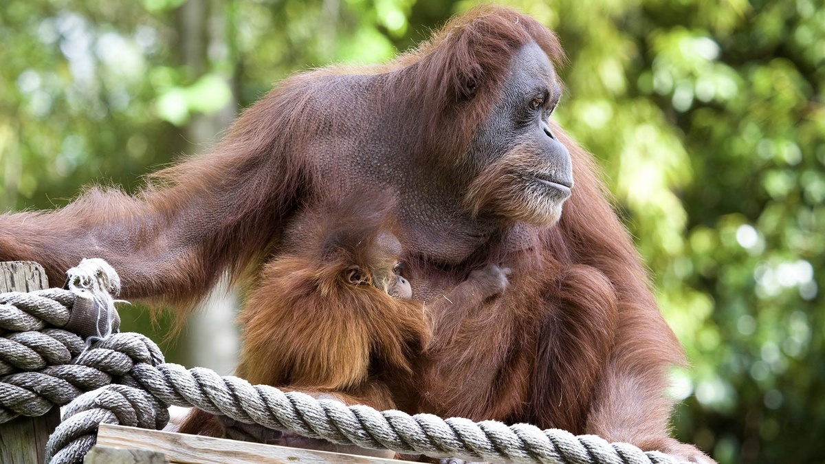 Орангутан.