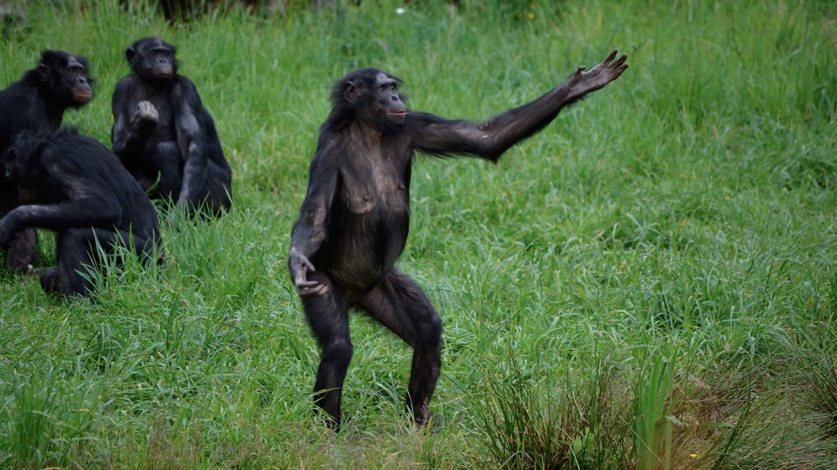 Бонобо, или карликовый шимпанзе, несмотря на название, по размерам не уступает шимпанзе обыкновенному.
