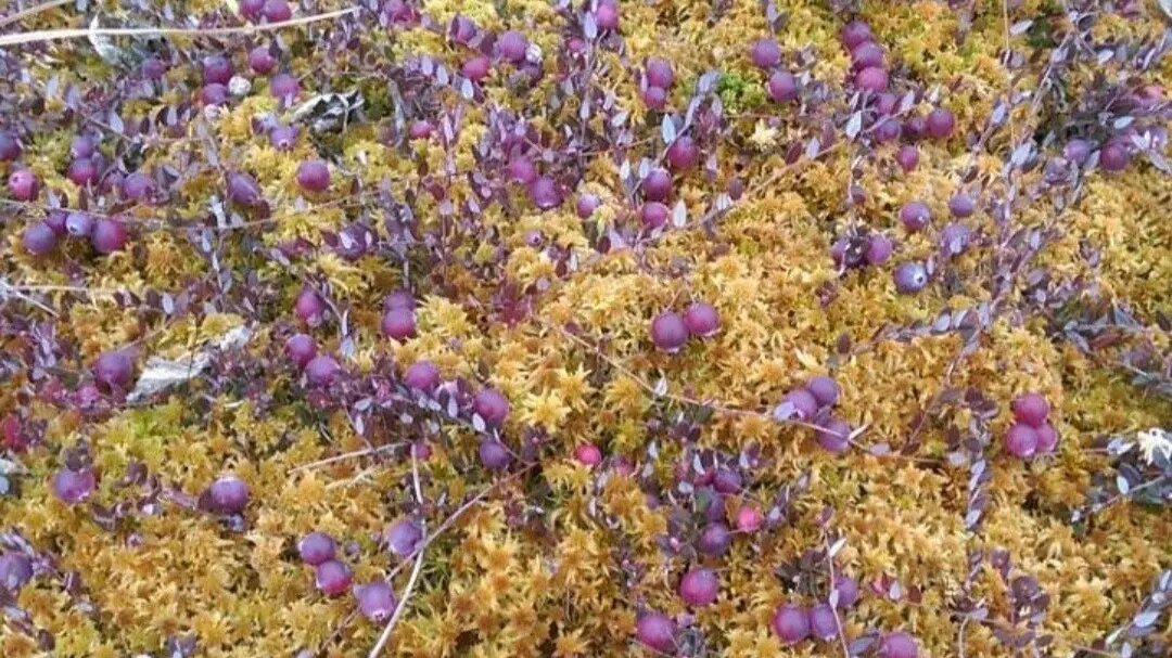     Источник: vk.com/gribmestann