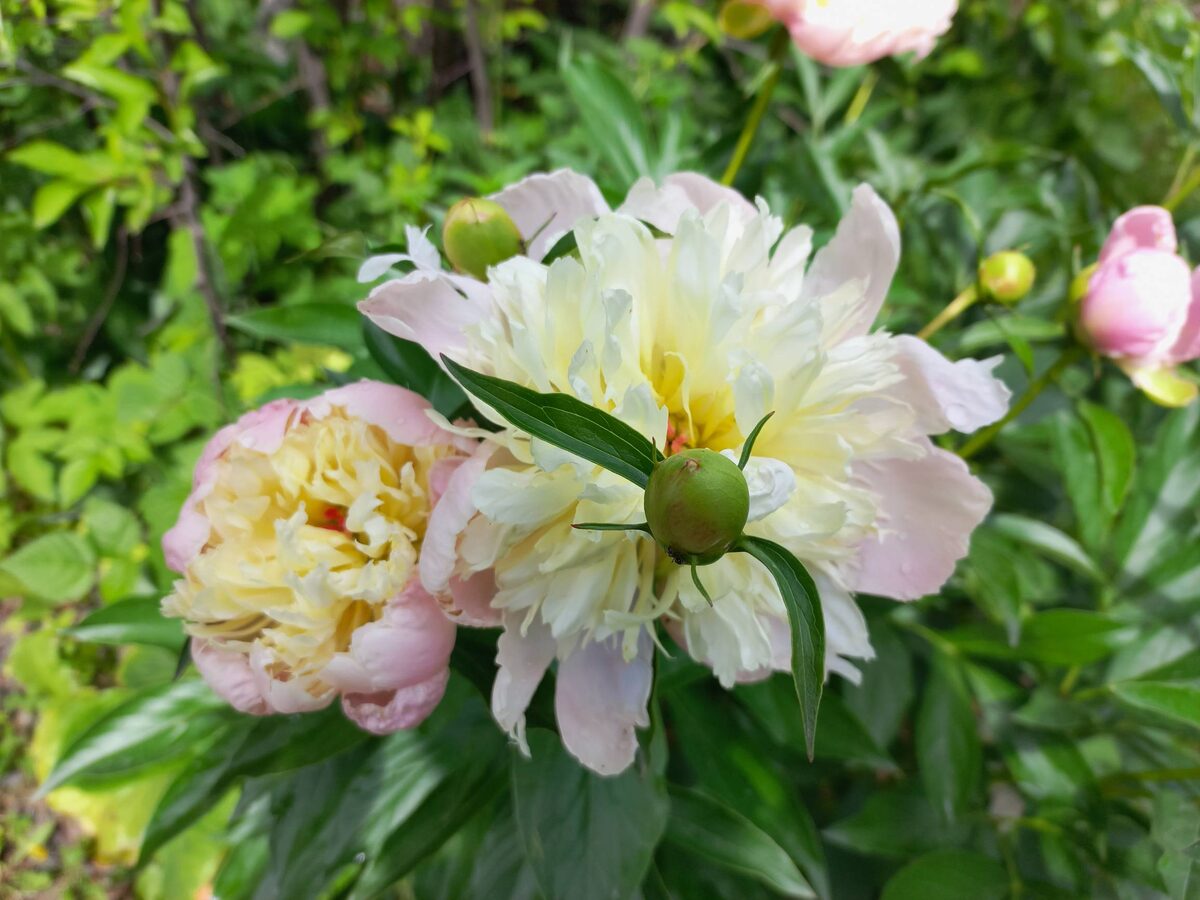 Примавера в моем саду, посаженный в тени под березой превратился в жалкое зрелище...