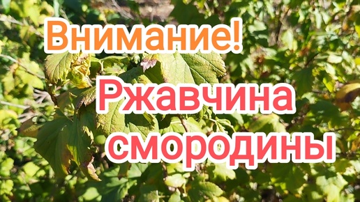 Что за оранжевый налёт снизу листа чёрной смородины? Ржавчина на чёрной смородине. Как бороться?