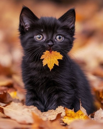 Долгожданное цветное шоу сезона - красивые схемы для вязания и вышивки!