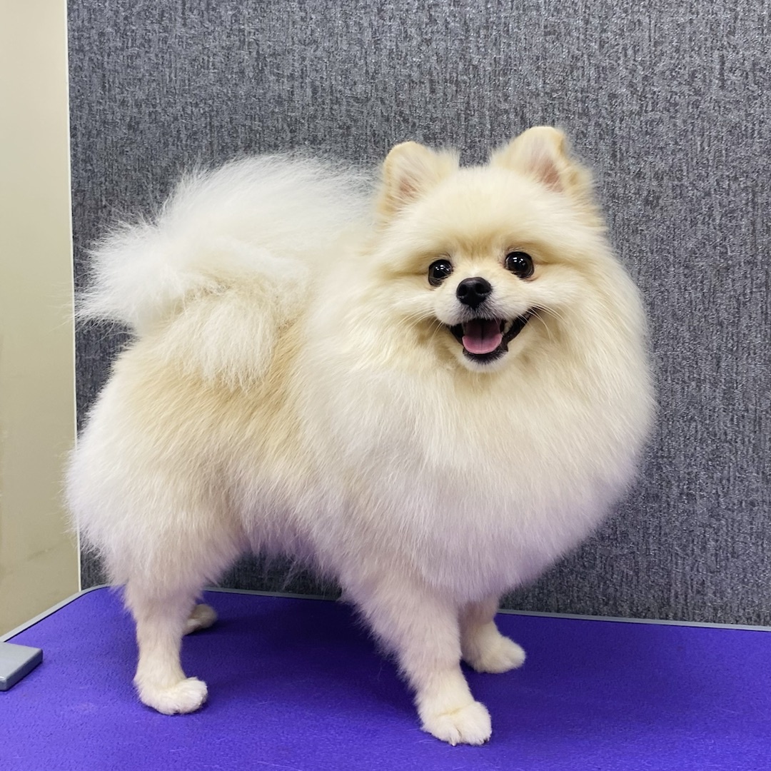 Шпиц Риччи в салоне Baltic Groom, Калининград