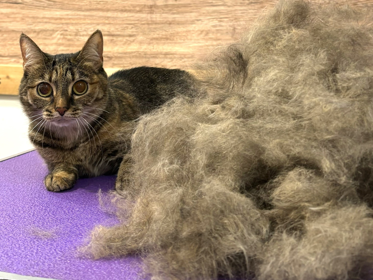 Кошка Мотя в Pet Spa