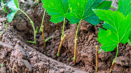    Размножение черной смородины черенками осенью: эксперты поделились лайфхаками, как проще укоренить и посадить растения Ирина Петрова