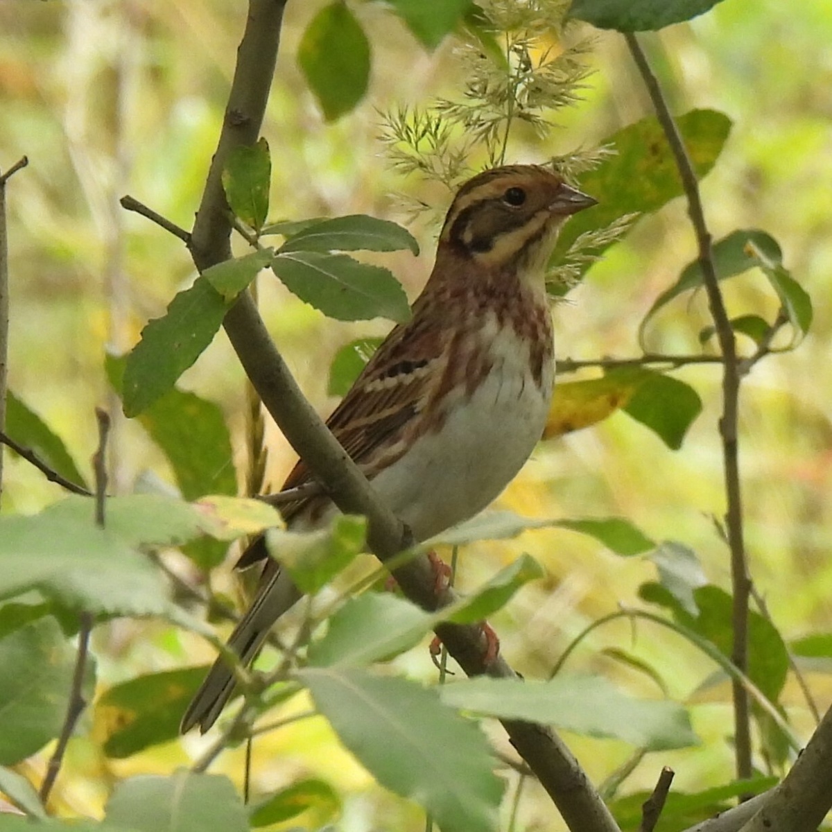 Овсянка-ремез, 8 сентября 2024, фото Ольги Молоковских