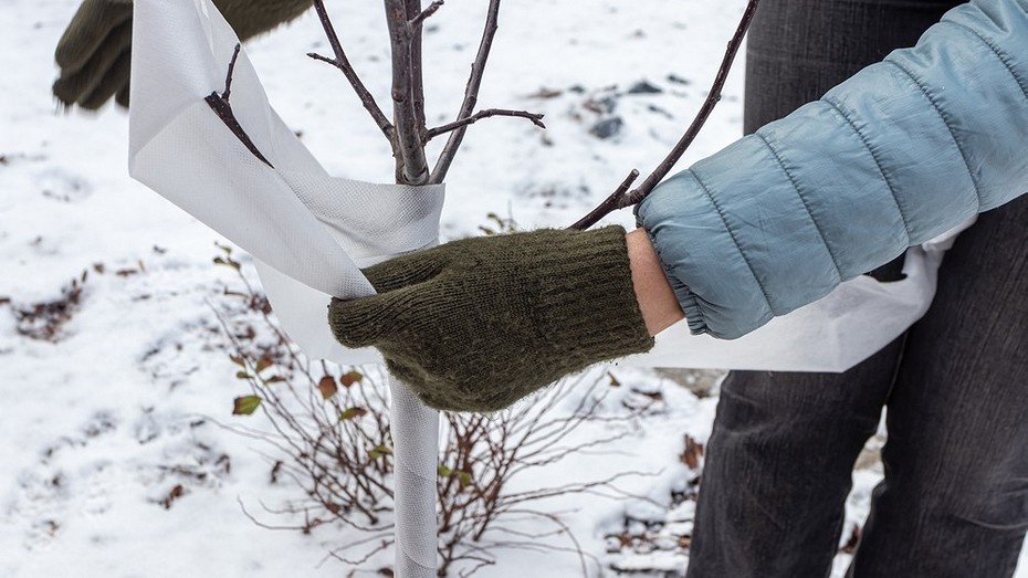 Как укрыть яблони на зиму от морозов и грызунов: лучшие варианты и способы укрывания