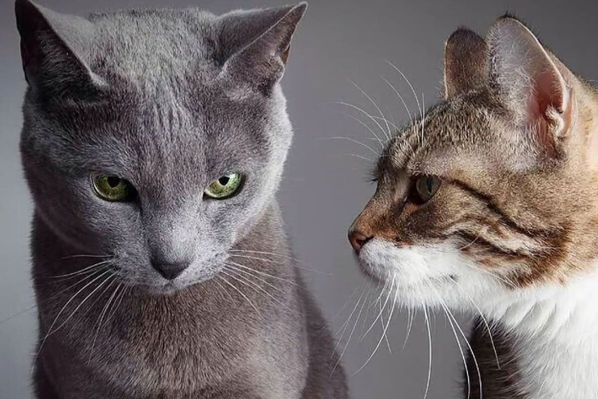 Ревнуют ли кошки к другим кошкам