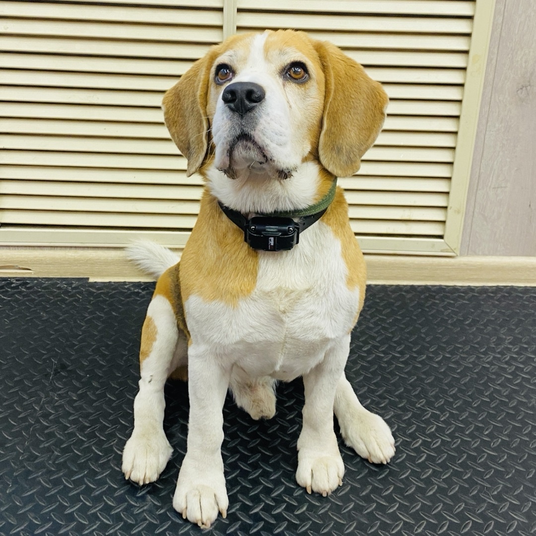 Интересно, как видит мир бигль Джеф? Фото: Догги-центр, Архангельск