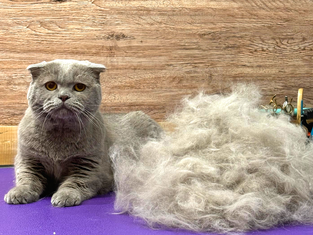 Шотландский вислоухий кот Кеша, груминг салон Pet Spa, Архангельск