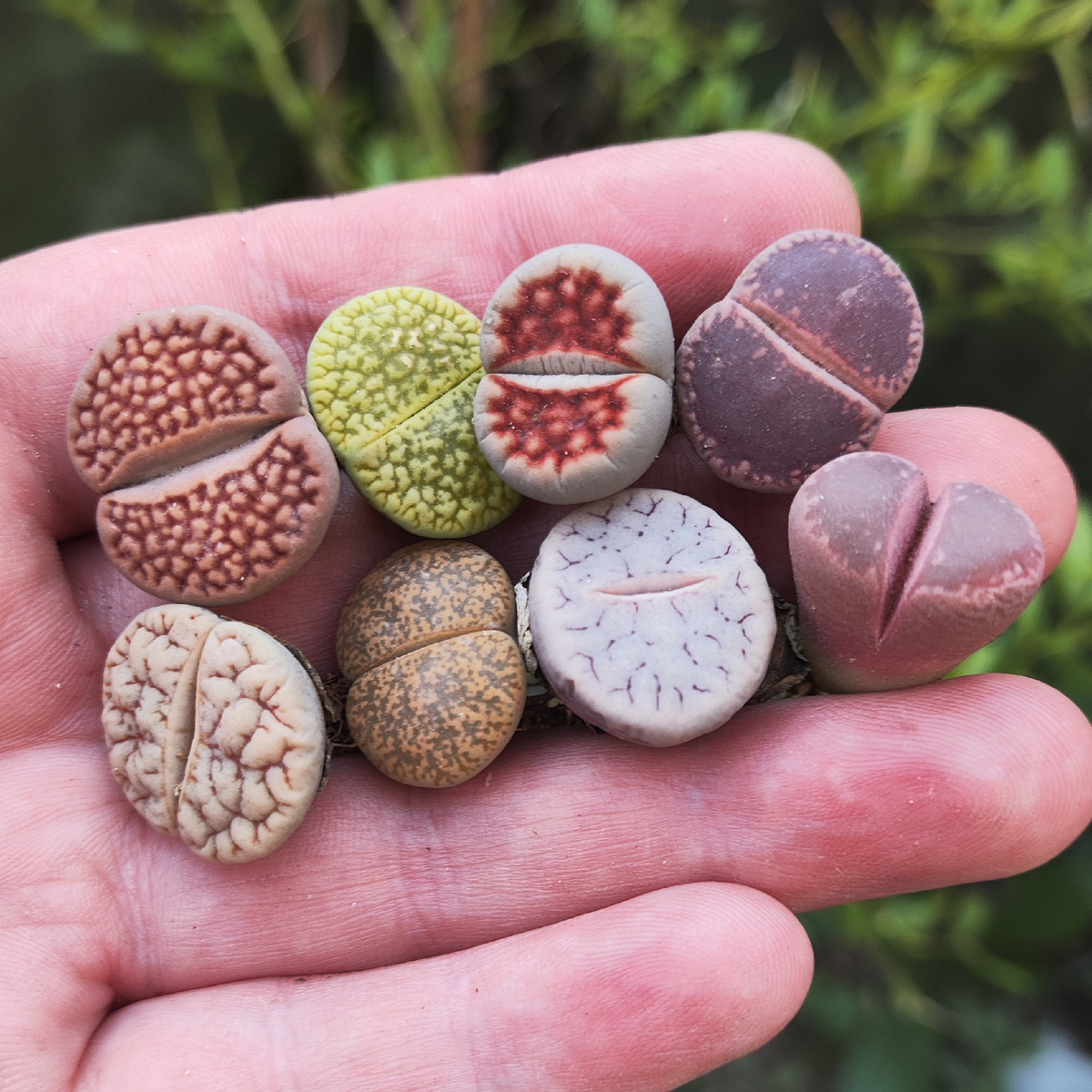 Красивые! Яркие! 