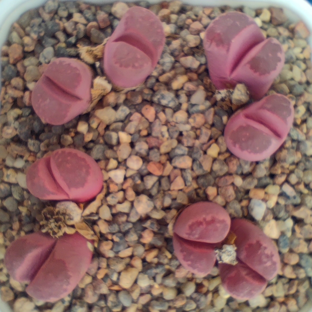 Lithops optica rubra