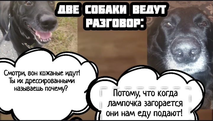 Юмор, анекдот