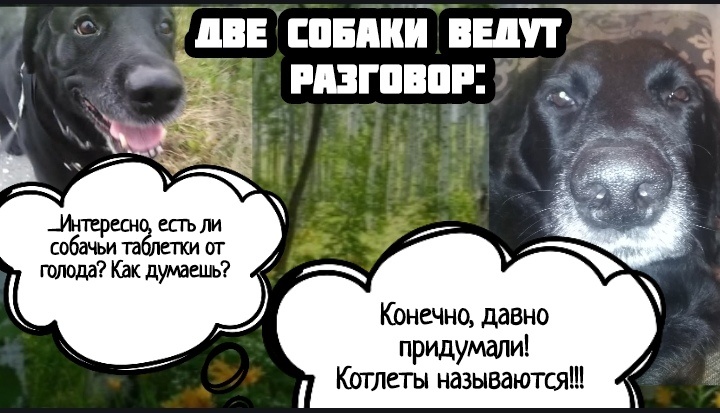 Юмор анекдот
