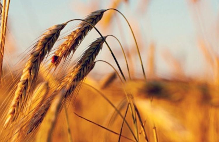    Аграрии ДНР проверяют семена озимых к севу под урожай 2025 года