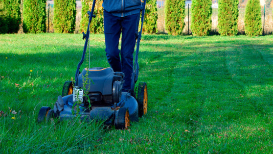    Как правильно подготовить газон к зимнему сезону: советы экспертов Ирина Петрова