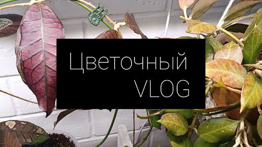 Download Video: Цветочный VLOG