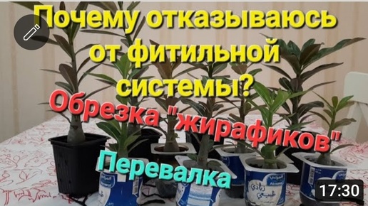 СЕЯНЦАМ АДЕНИУМА НА ФИТИЛЕ 2.5 МЕСЯЦА🫶. ВНЕПЛАНОВОЕ ВИДЕО🤦‍♀️.