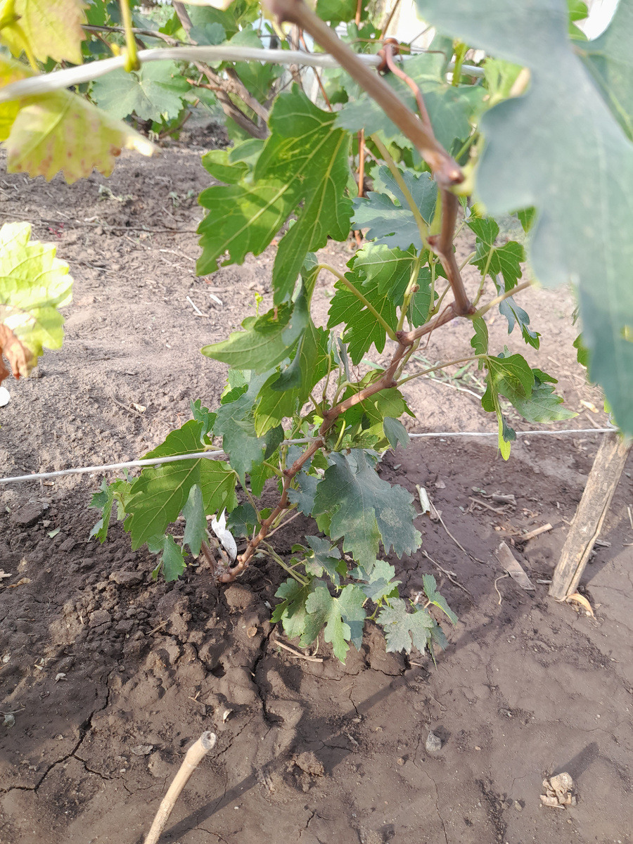 До морозов лоза вызреет на целый метр.