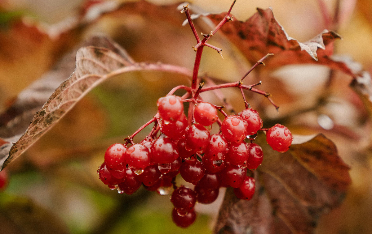 Фото: Marta Wave/Pexels.com