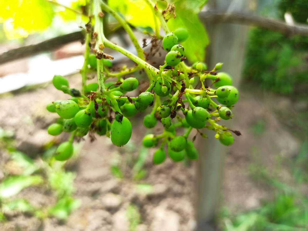 Фото автора. Результат регулярного попадания брызг от соседа