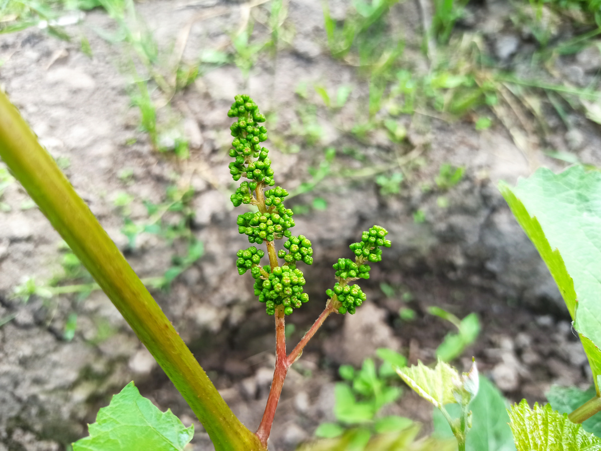 Фото автора. Сигналка на кишмише Юпитер