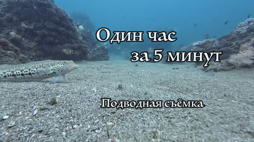 Один час под водой за 5 минут. Таймлапс видео.