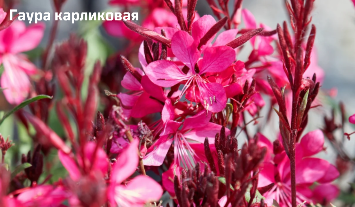 Перелистните