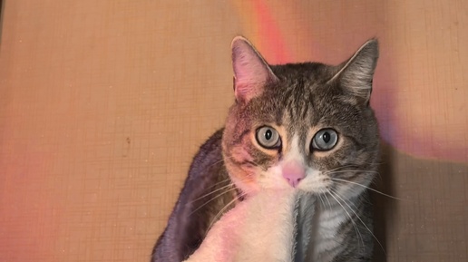Про кошку которая