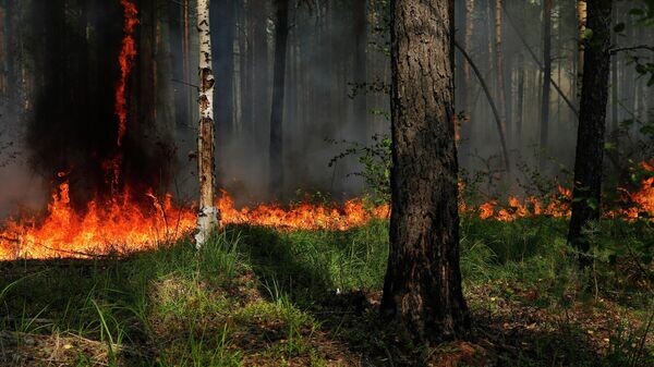    © Sputnik / Анастасия Макарычева