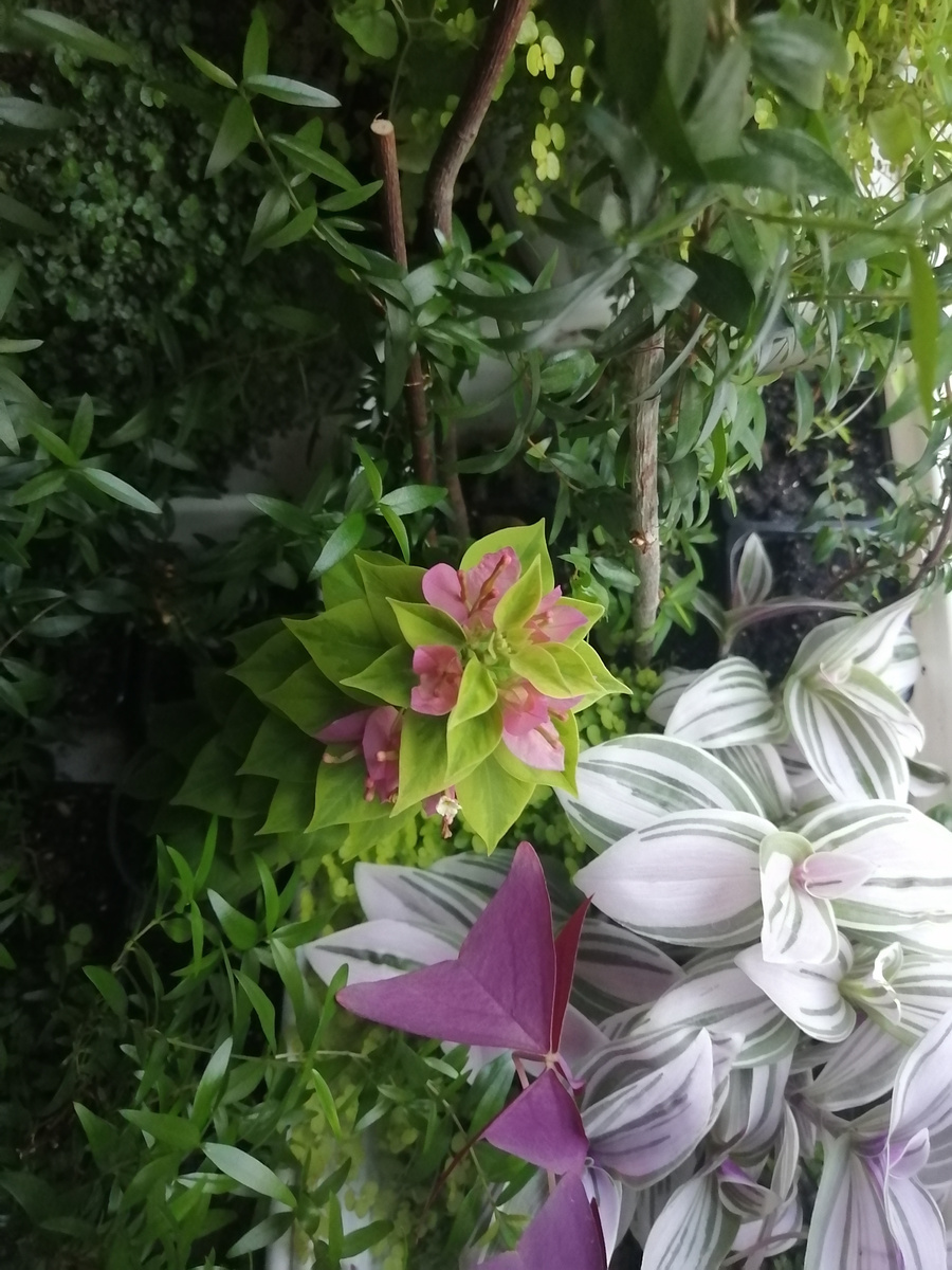 Цветочек тут. Нашли?