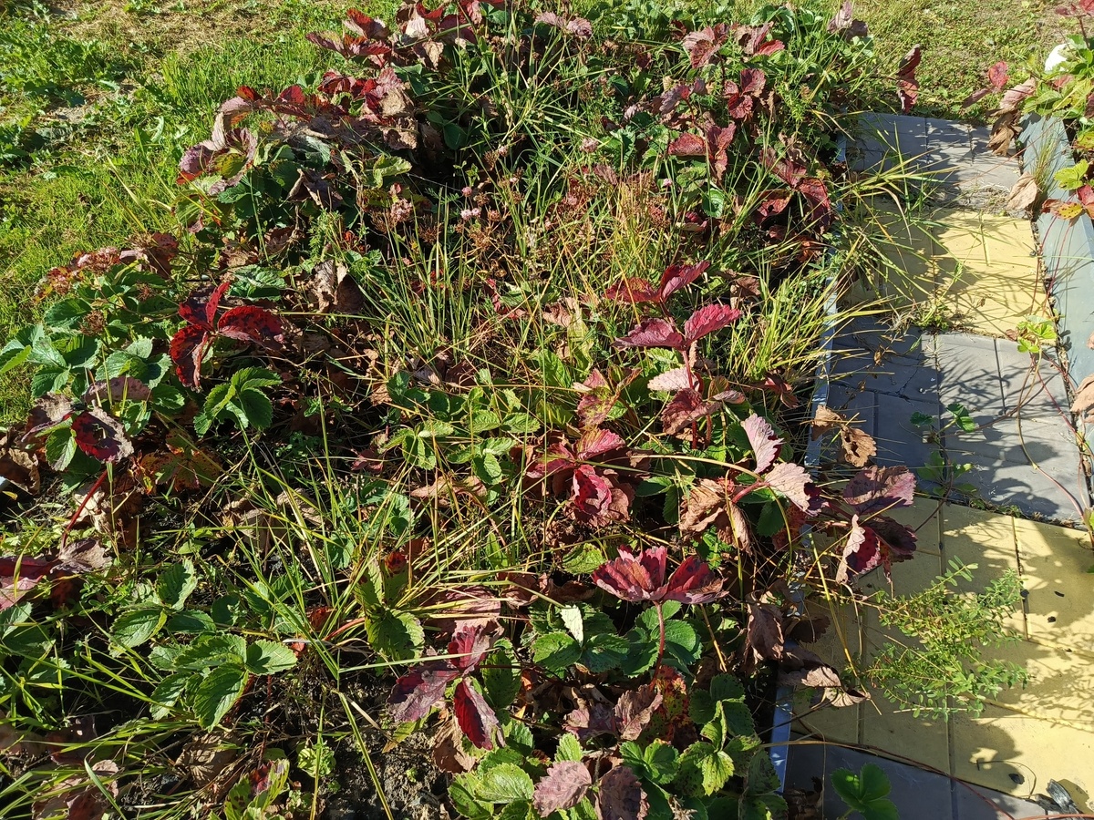 ГРЯДКА БЕЗ ЛЕТНЕГО УХОДА