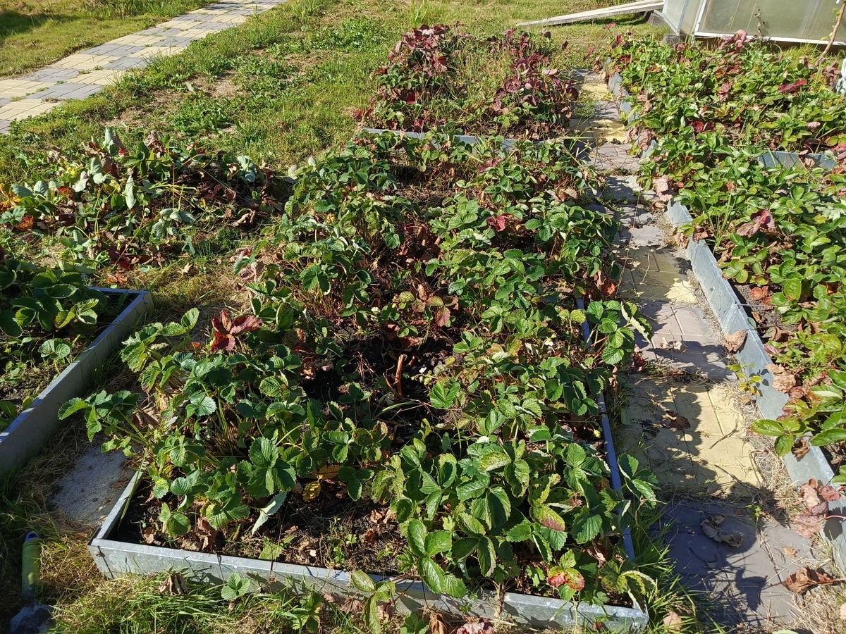 НА ПЕРЕДНЕМ ПЛАНЕ ГРЯДКА ПОСЛЕ ПРОВЕДЕНИЯ ПОДГОТОВКИ - СЛЕВА ОБРЕЗАНЫЕ ЧАСТИ.