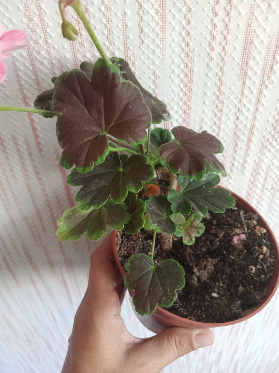 В итоге так и случилось 