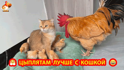 Старый Петух мешал няне Кошке укладывать спать подрастающих Цыплят 🐥🐤🐤 Цыплята уснули и Кошка ушла гулять ❣️🥰😂